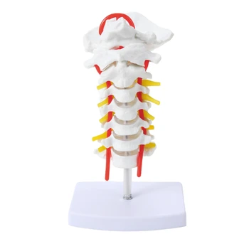 Esnek 7 bölüm Servikal Vertebra Modeli PVC Malzeme İnsan iskelet modeli Servikal Vertebra Modeli